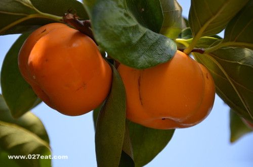 ���Ӵ׵Ĺ�Ч�������ҽ�ι��� www.027eat.com