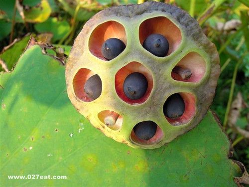 ���ӹ�Ч�� �̲���Ѫ������ www.027eat.com