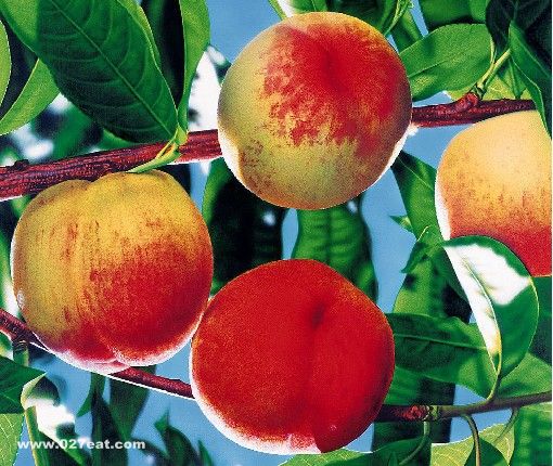 ��������Ⱥ���˳����ӣ� www.027eat.com