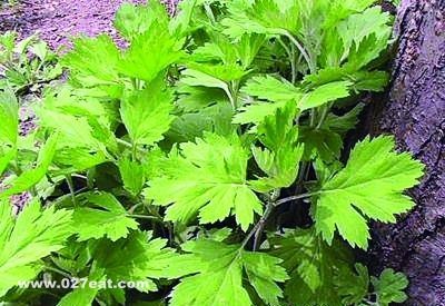 ��Ҷ��Ч��������ʲô�� www.027eat.com