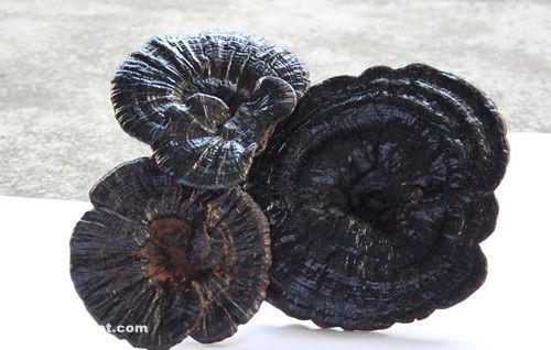 Ұ����֥�Ĺ�Ч������ www.027eat.com