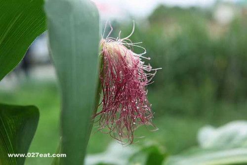 ��������ʮ�ֽ�����ʳƷ www.027eat.com