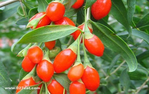 孕妇需注意枸杞的吃法与利弊 www.027eat.com