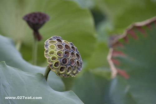 ���ӵĹ�Ч������ ǿ�Ŀ�˥�� www.027eat.com