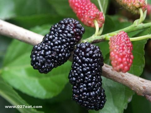 ɣ���ӵĹ�Ч������ www.027eat.com