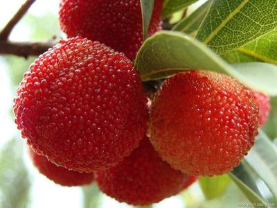 ��÷�Ĺ�Ч������ www.027eat.com