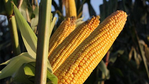 ��������7��Ч ���Խ��ԽӪ�� www.027eat.com