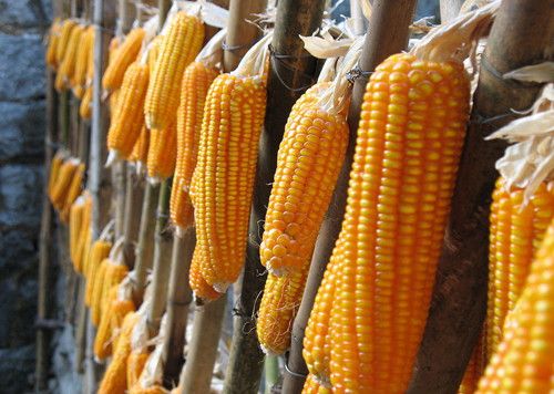 ��������7��Ч ���Խ��ԽӪ�� www.027eat.com