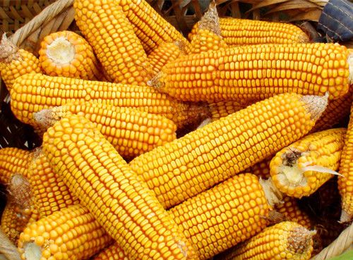 ��������7��Ч ���Խ��ԽӪ�� www.027eat.com