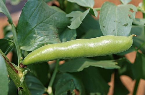 �϶������¹��� ʳ�ò϶���ע������ www.027eat.com