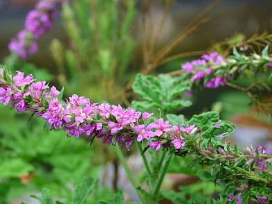 ���޲ݵĹ�Ч������ www.027eat.com