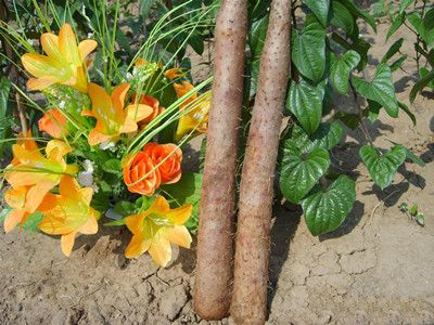 ɽҩ�Ĺ�Ч������ ������Ӫ����Ȼ�ӱ��� www.027eat.com