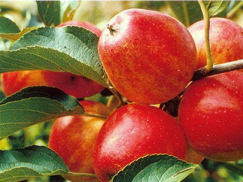 ƻ�������������� www.027eat.com