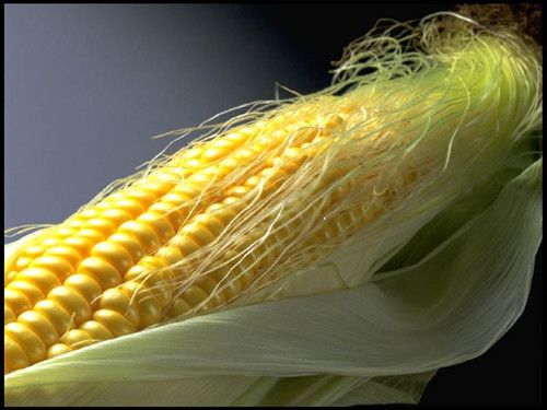 玉米须泡水饮用可降血糖 www.027eat.com