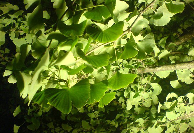 ����Ҷ�Ĺ�Ч������ www.027eat.com