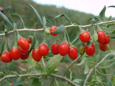 ��轵Ĺ�Ч������ ����ʳ����轺ô��� www.027eat.com