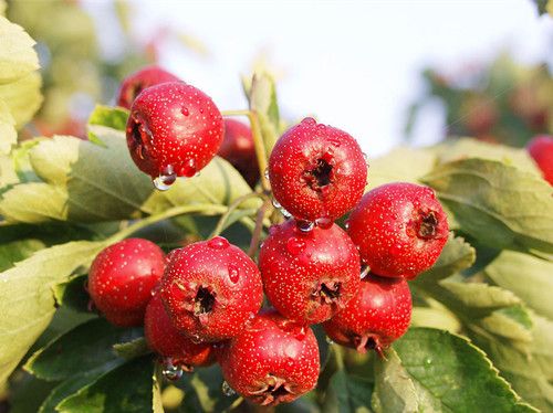 ɽ髳�������ʳ��������Щ�� www.027eat.com