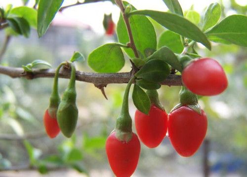 ����ӵĳԷ������ײ���Σ�� ����ӵĸ����� www.027eat.com