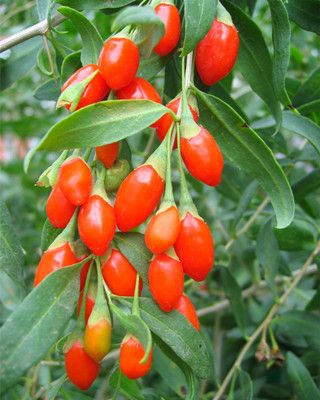 ����ӵĳԷ������ײ���Σ�� ����ӵĸ����� www.027eat.com