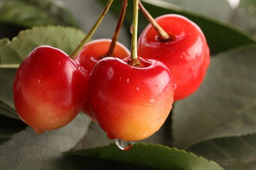 ��Ѳ�Ѫˮ���Ƽ�&mdash;&mdash;ӣ�� www.027eat.com