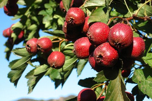 16��ɽ髼����ط� www.027eat.com