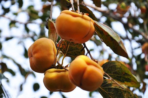 �����Ӻô��� �������ѱؿ� www.027eat.com