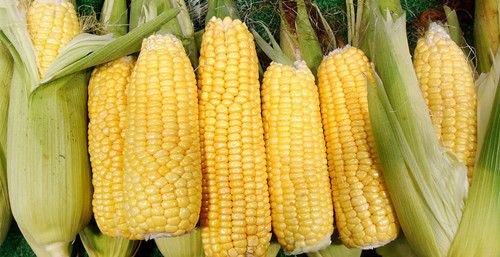 ���׵Ĺ�Ч������ ��֪���������׵ĺô��� www.027eat.com