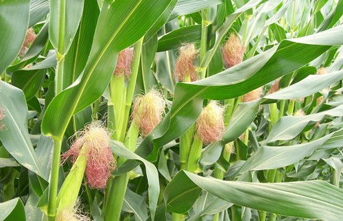 玉米的功效和作用 你知道常吃玉米的好处吗 www.027eat.com