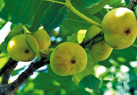 �޻�������ҩ�ù��� www.027eat.com