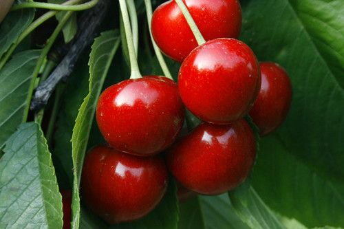 ��Ȼֹʹҩ ����ӣ�Һô��� www.027eat.com