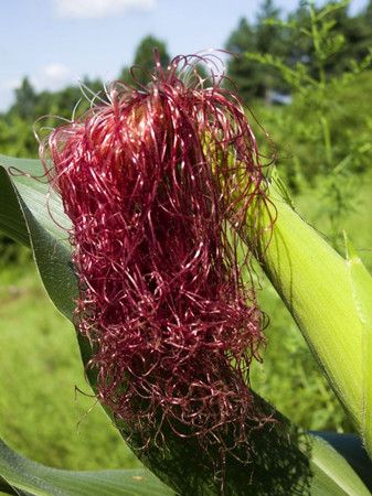 ��������ҩ�� �ɱ����� www.027eat.com