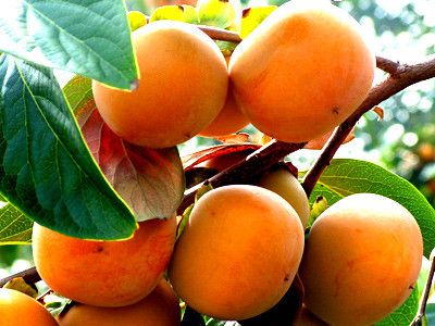 ��������Щ������Ч www.027eat.com