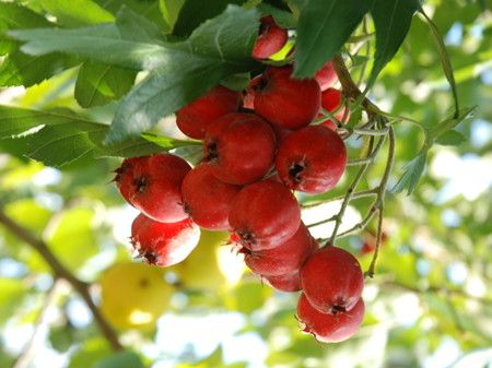 ��ɽ���ʲô���ú͸����ã� www.027eat.com