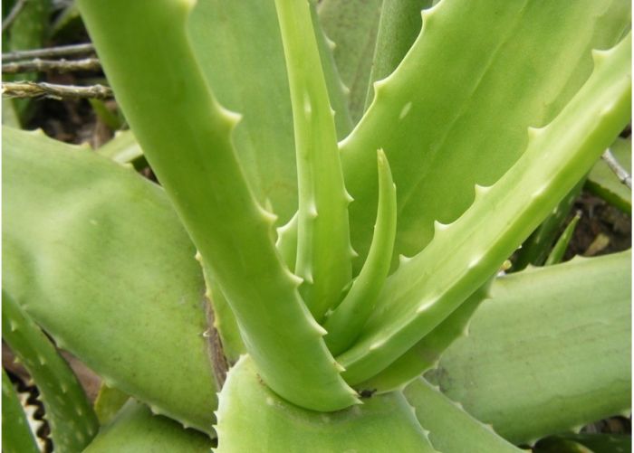 «���Ĺ�Ч������ www.027eat.com