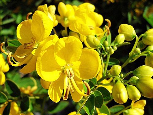 ɽ髾����Ӻ�Ҷ������Щ��Ч www.027eat.com