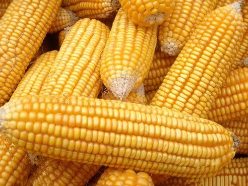 ������ˮ�׽��� ������Ĺ�Ч������ www.027eat.com