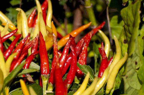 �Ե����� ʳ��������� www.027eat.com