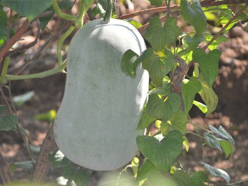 ����������ѡ���� www.027eat.com