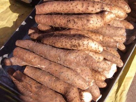 ����ɽҩ�Ĺ�Ч������ www.027eat.com