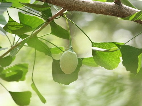 �׹���ʳ�ý��� ��Ѫѹ�ܳ԰׹��� www.027eat.com