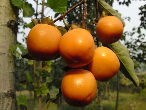 �＾������β��� ʳ�õ�7����� www.027eat.com