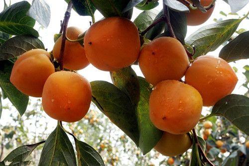 �＾������β��� ʳ�õ�7����� www.027eat.com