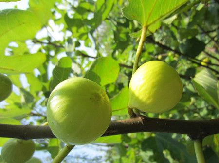 �޻�����ҩ�ü�ֵ����Щ�� www.027eat.com