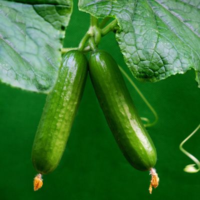 �ƹ�����ɫΪʲô�лƹϣ� www.027eat.com