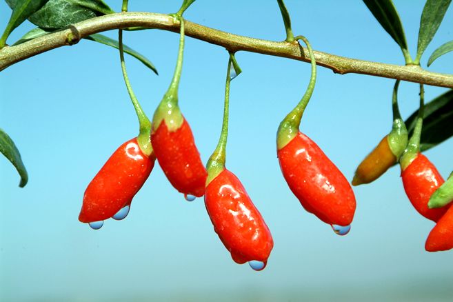 ����ǲ��������˶�����ʳ����? www.027eat.com