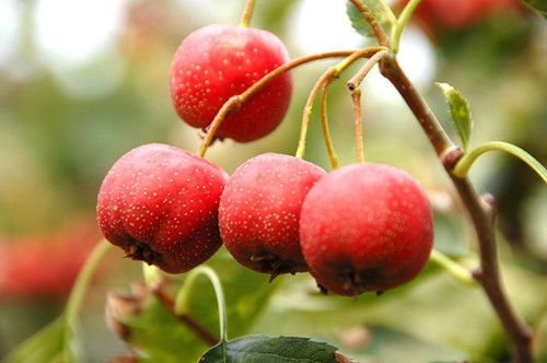 Ƣ���߳�ɽ髻���ز��� www.027eat.com