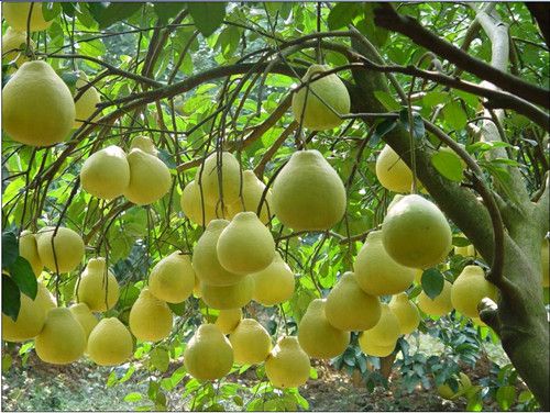 ���ӵĹ�Ч������ ��Ƣ��ʳ��θ��Ѫ www.027eat.com