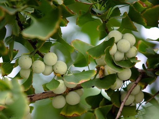 �׹���ҩ����ʳ�� www.027eat.com