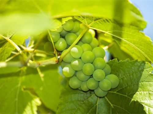 С�����Գ������� ������Ҫע��ʲô www.027eat.com