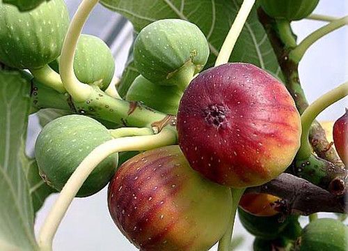 �޻������������Ӫ��רƷ www.027eat.com